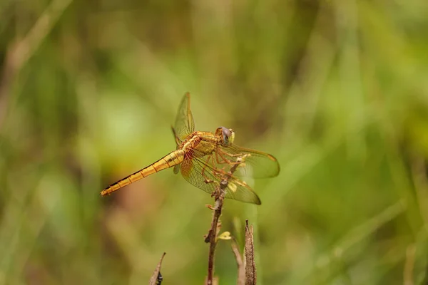 Dragonfly Sitting Branch — Stock Photo, Image
