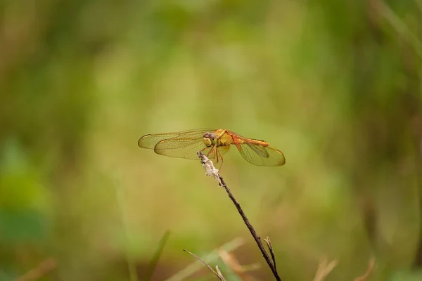 Libellule Assis Sur Branche — Photo