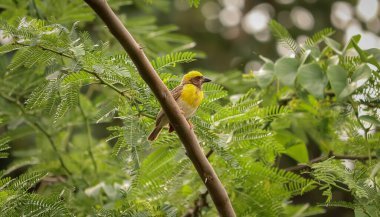 Weaver Kuşu ağaçta oturuyor