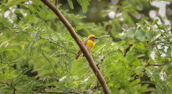 Pájaro Tejedor Sentado Árbol — Foto de Stock