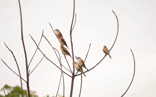 Grupo Pájaros Sentados Rama Del Árbol — Foto de Stock