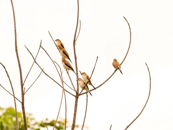 Grupo Pássaros Sentado Galho Árvore — Fotografia de Stock