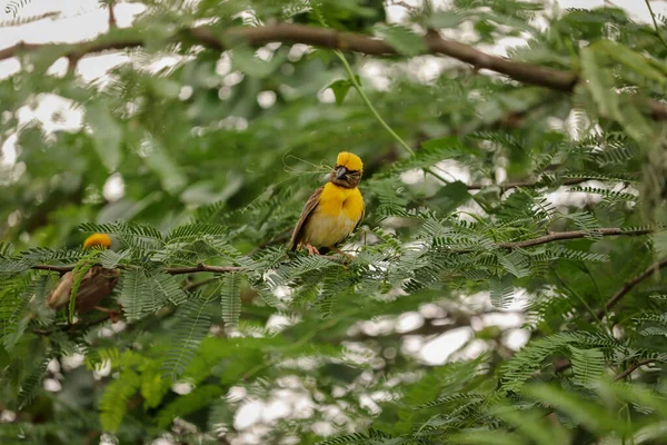 Птица Уивер Сидит Дереве — стоковое фото