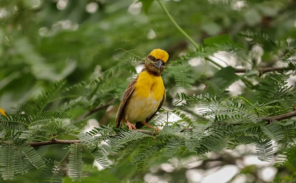 Weaver Oiseau Assis Sur Arbre — Photo