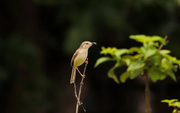 Weaver Bird Sentado Árvore — Fotografia de Stock
