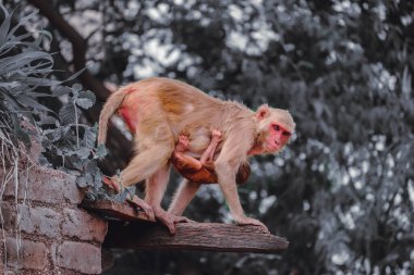 Duvarda oturan maymun, Rhesus macaque maymunu.