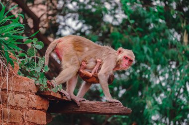 Duvarda oturan maymun, Rhesus macaque maymunu.