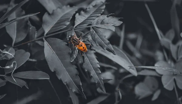 bug on a Leaf