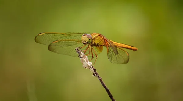 Dragonfly Sitting Flower — Stock Photo, Image