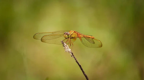 Dragonfly Sitting Flower — Stock Photo, Image