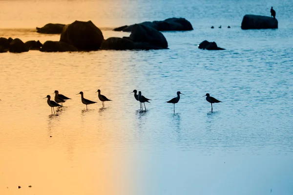 Petits Oiseaux Extrémité Rivière Vue Sur Coucher Soleil Rivière — Photo