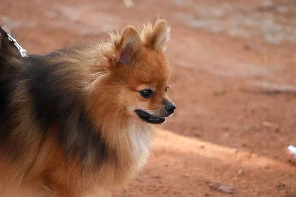 Porträt Eines Hundes — Stockfoto