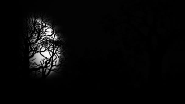 Moon Förbi Natten Från Jungle Trees Modern Mörk Nattskog — Stockvideo
