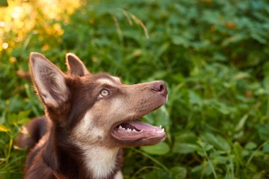 Yeşil arka plana bakan sevimli kahverengi bir köpeğe yaklaş.