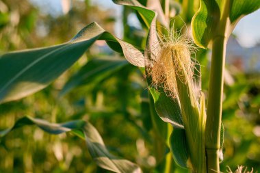 Güneşli bir günde tarlada mısır. Yakın çekim.