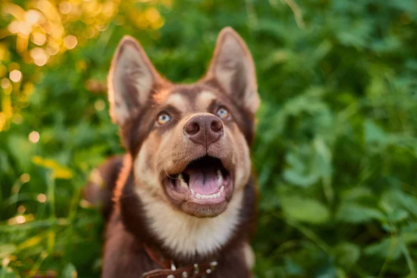 Yeşil Arka Plana Bakan Sevimli Kahverengi Bir Köpeğe Yaklaş — Stok fotoğraf