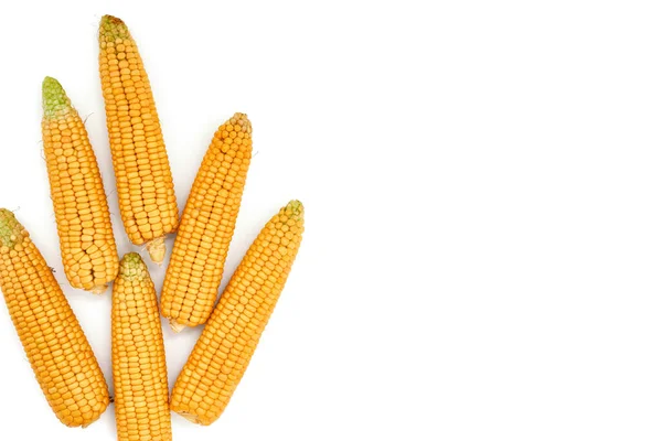 Ears Corn White Background Top View Isolate — Stock Photo, Image