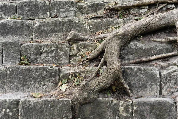 Raíces Árbol Una Escalera Piedra Fondo Pantalla — Foto de Stock