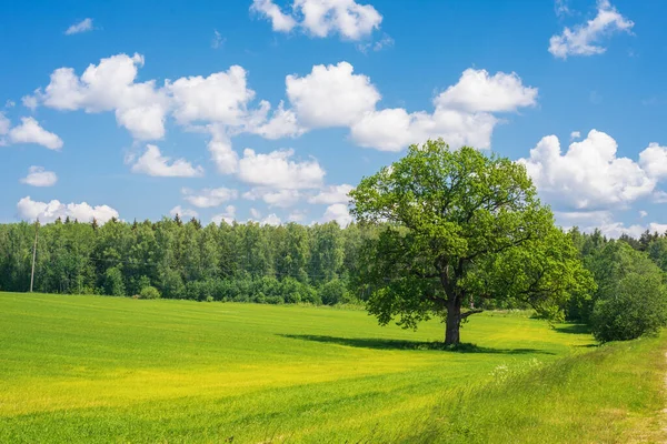 夏日风景与孤独的大橡树 蓝天与云彩 图库照片