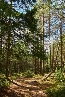 Orman manzarası güneş ışınları, çam ağaçları, orman yolu