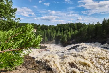 Çam ormanının arka planında bir şelale. Sert nehir