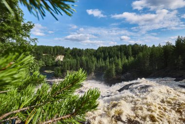 Çam ormanının arka planında bir şelale. Sert nehir