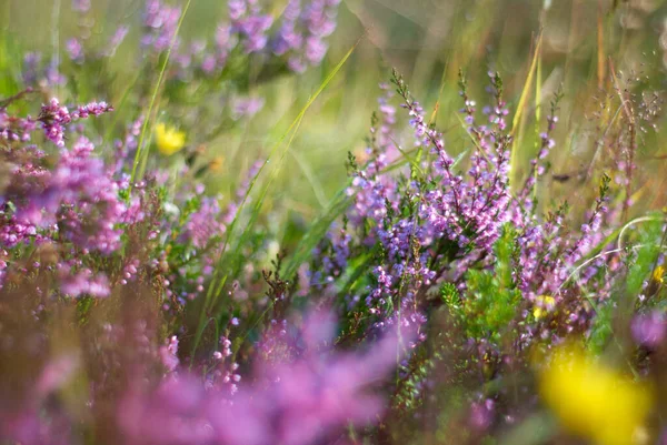 Bakgrunn Mykt Fokus Gress Blomster Makro Nærmiljø Purpurblomster – stockfoto