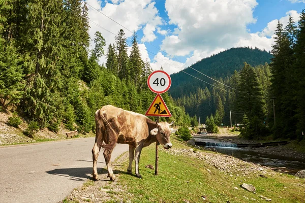A brown cow stands on road next to a road sign against the backdrop of mountains and a spruce forest