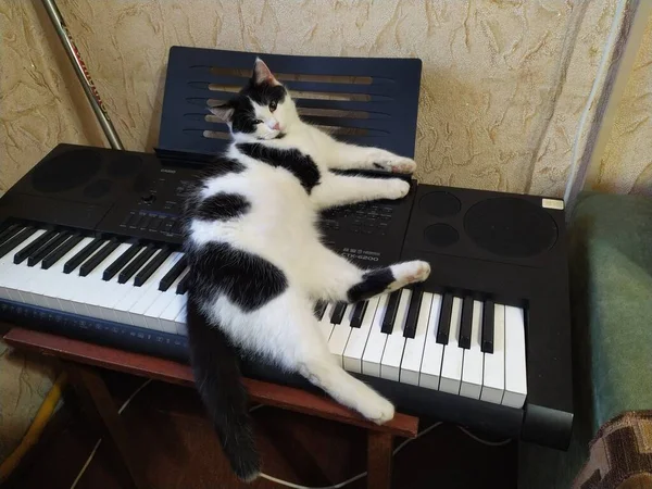 Черно Белый Кот Лежит Синтезаторе — стоковое фото