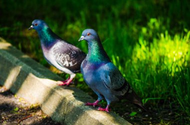 Columba palumbus yeşil çimenlerde sıcak yaz günü güneş ışığı altında, tek bir hayvan rahatlatıcı, kuşlar izliyor