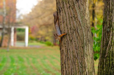 Sincap bir ağacın kabuğunda baş aşağı oturur. Ağaçtaki sincap. Doğa parkında sincap. Arka planda ağaç gövdeleri.