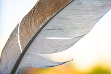 Beyaz kahve güzel kuş tüyü yakın plan ve güzel arka plan