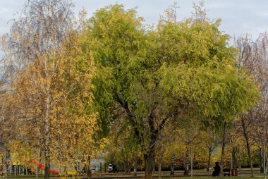 Güzel bir sonbahar yeşil parkı, yalnız bir kadın kaykay üzerinde oturuyor.
