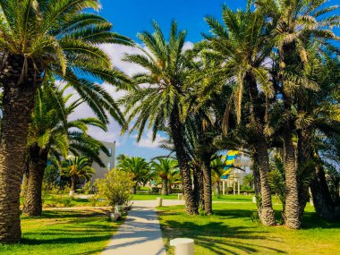 Hammamet, Tunus 'ta açık mavi gökyüzü olan hurma ağaçları. Rahatlama.