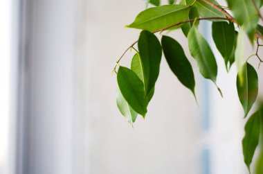Beyaz arka planda güzel yeşil tilki saksısı. Doğa.