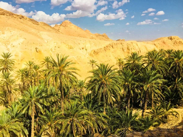 palm tree in the desert with sand dunes and blue sky, summer vacation