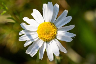 Doğada güneşli bir günde papatya tarlası. Papatya çiçekleri, kır çiçekleri, papatya çiçekleri, ilkbahar günü, yeşil arka planda papatya çayı.