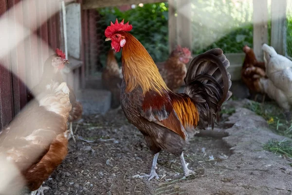 Horoz kuş kafesinde. Tavuk çiftliğindeki horoz. Kırmızı horoz kafesten dışarı bakıyor. Kümes hayvanları bakımı. Tarım.