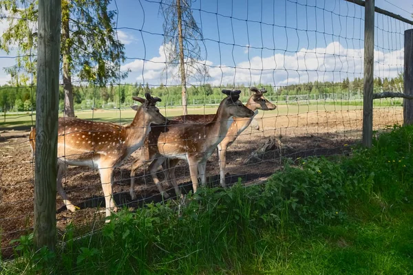 Cervos Sika em uma fazenda de renas. Veados em cativeiro. Os veados pastam no pasto. Exploração de renas. — Fotografia de Stock