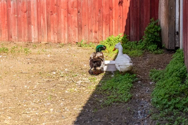 Inhemska ankor i flygkroppen dricker vatten ur en skål. Sommarbur för ankor. Jordbruk. — Stockfoto