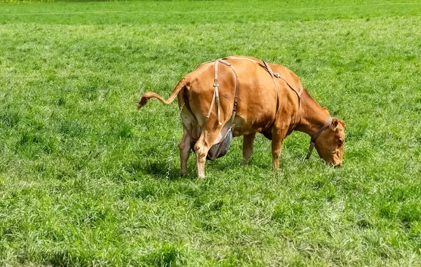 La vaca está orinando. Corriente de orina. Las vacas pastan en el pasto. Ganado. Las vacas comen hierba. Agricultura. — Foto de Stock