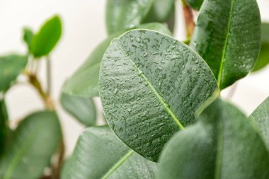 Geniş, pürüzsüz yapraklı Ficus elastica. Kauçuk fitil. Ev bitkileri. Yüksek kalite fotoğraf