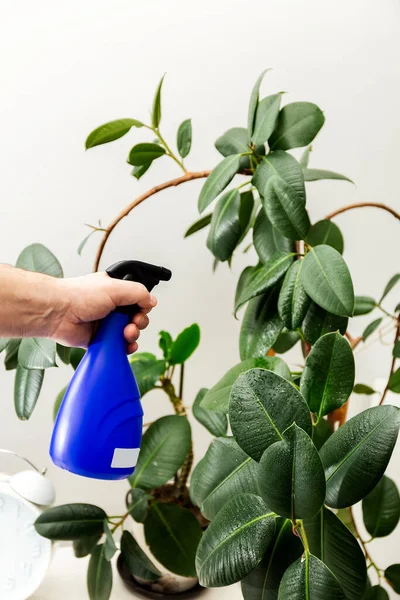 Ficus elastica. Ficus yapraklarını sprey şişesinden sıkarak. El yaprakları serper. Kauçuk fitil. Ev bitkileri. Yüksek kalite fotoğraf
