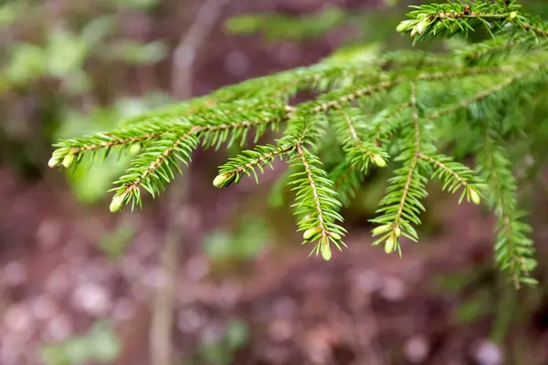 夏天的背景一种云杉分枝 有幼小的球果 自然背景 高质量的照片 — 图库照片