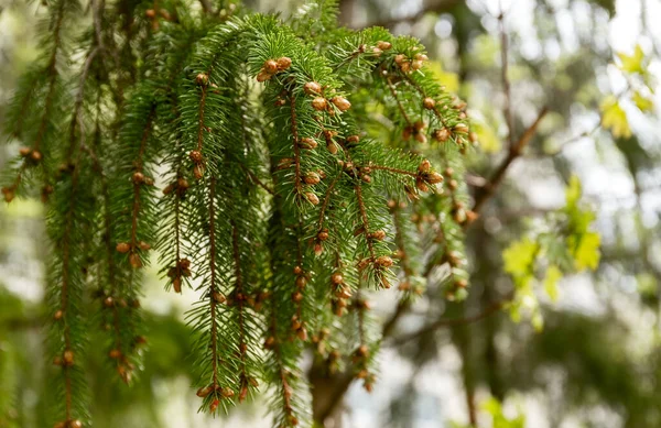 Fondo Verano Una Rama Abeto Con Pequeños Conos Jóvenes Fondo — Foto de Stock