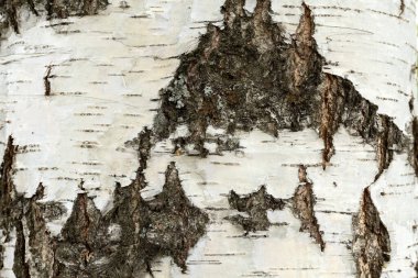 Birch kabuğu. Huş ağacı dokusu. Doğal arka plan. Yüksek kalite fotoğraf