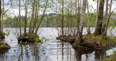 Göl. Bahar baskını. Ormanı su basmış. Yüksek kalite fotoğraf