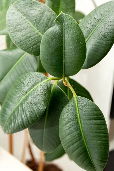 Geniş, pürüzsüz yapraklı Ficus elastica. Kauçuk fitil. Ev bitkileri. Yüksek kalite fotoğraf