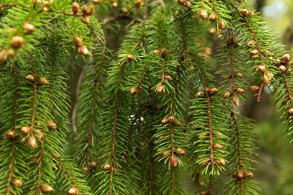 夏天的背景一种云杉分枝 有幼小的球果 自然背景 高质量的照片 — 图库照片