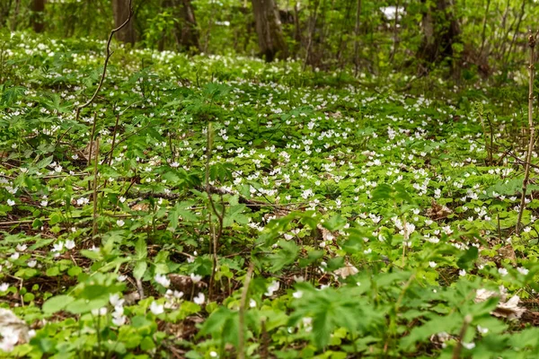 Letnie Tło Kapusta Zajęcy Małe Białe Kwiaty Kwitną Lesie Naturalne — Zdjęcie stockowe